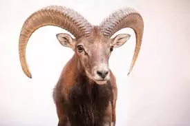 The mouflon is a national symbol of Cyprus, where it has been present for thousands of years and is considered a protected species