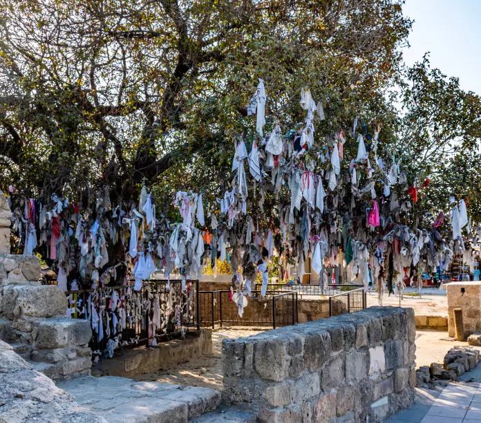 The tree is sometimes called the "Hankie tree" or "Wishing tree."